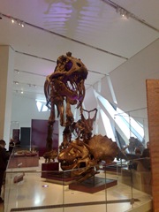 Dino Bones 3