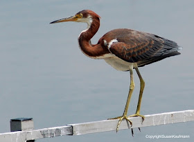 tricolor heron dekorte park new jersey