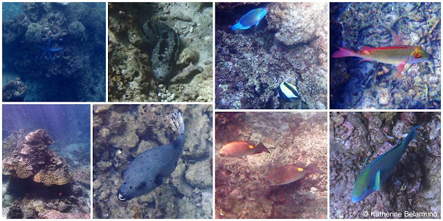 Fish in Loh Samah Bay, Ko Phi Phi Leh, Thailand