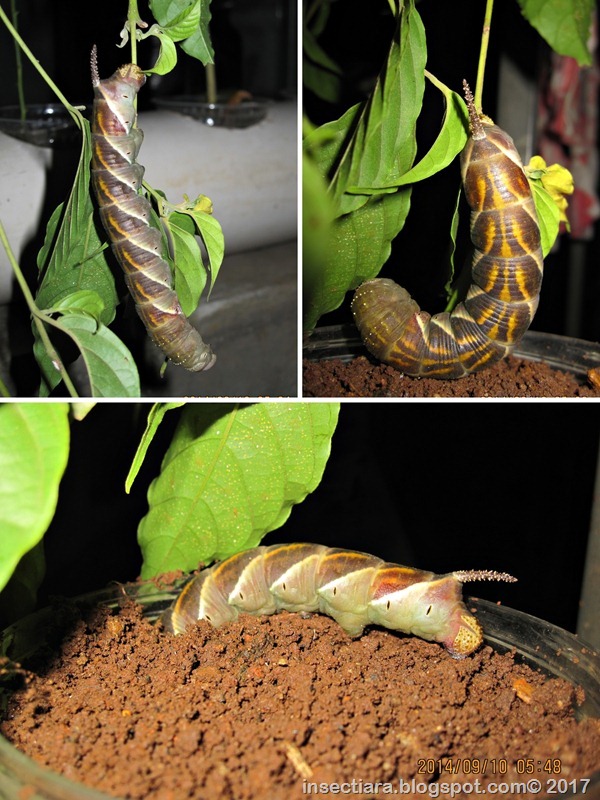 Psilogramma sp 02