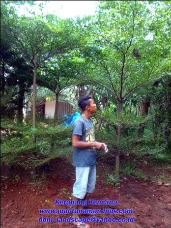 Jual Pohon Ketapang Kencana | Ketapang Varigatha