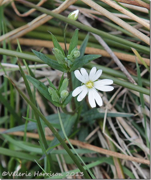 greater-stitchwort