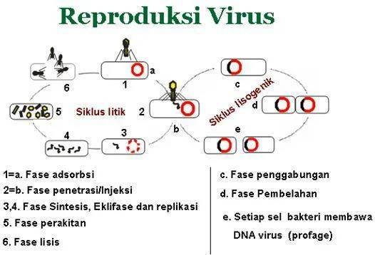virus-berkembang-biak