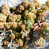 Maltese wild succulents: Stonecrops.