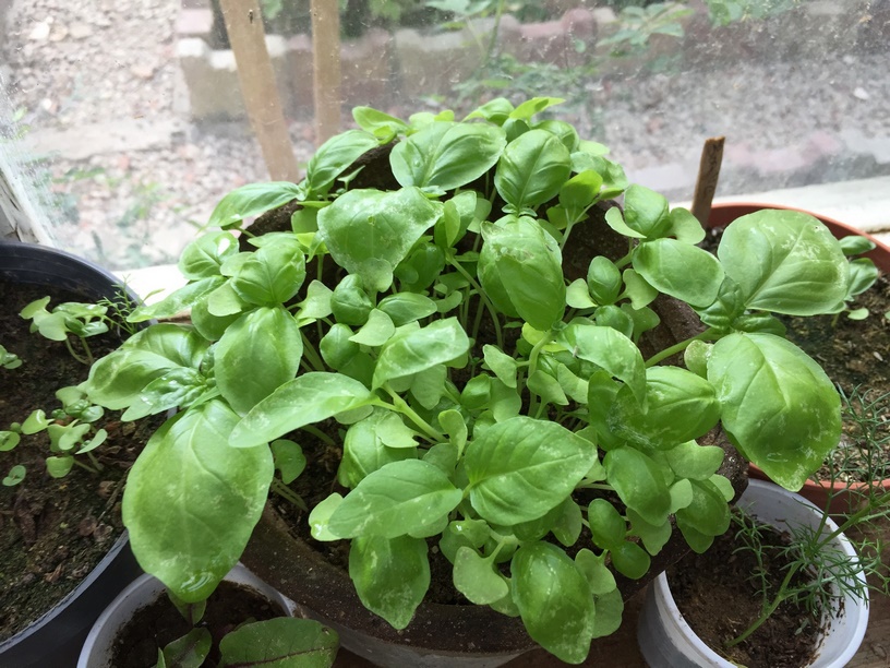 Starting basil plants indoors four to six weeks before transplanting outdoors is a good way to get a jump-start on the growing and harvesting season. Transplanting basil seedlings is so easy and with good care you will enjoy harvesting basil leaves all summer long!