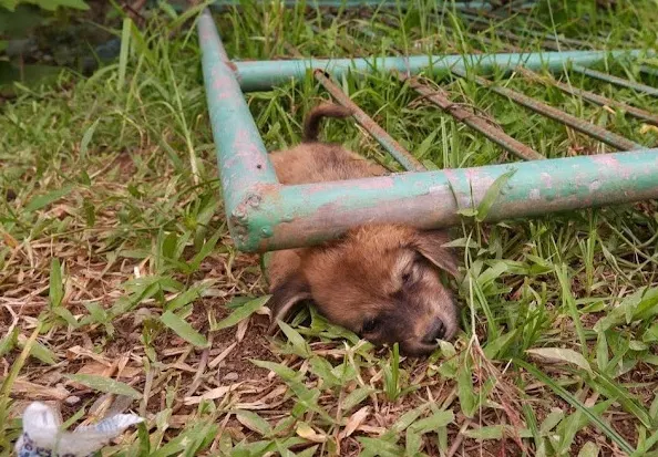 "From-Desperation-to-Freedom-Heartwarming-Rescue-of-a-Stray-Dog-Trapped-Beneath-a-Gate,-Caught-on-Camera".