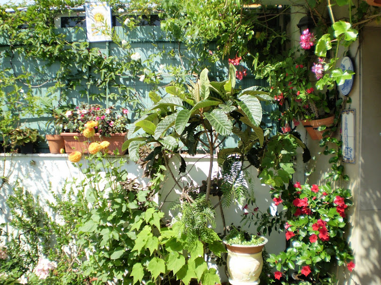El Jardinero Urbano Euphorbia Milii Splendens Corona De Espinas
