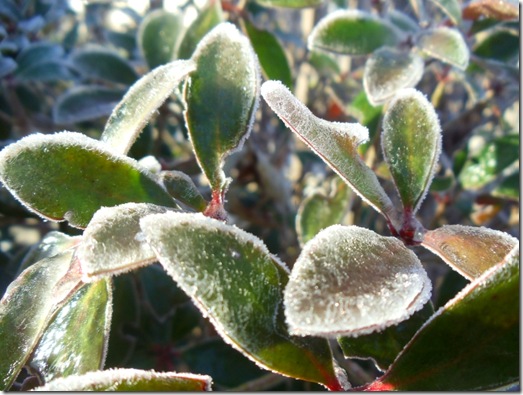 frozen leaves