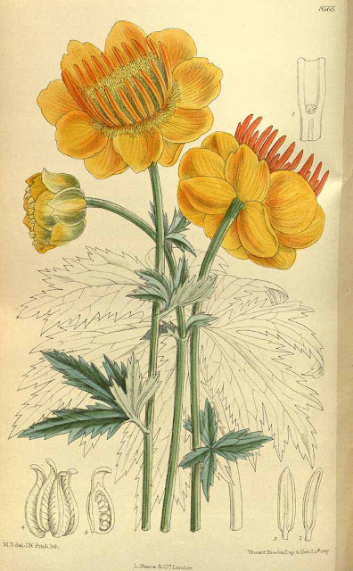 Купальница китайская (Trollius chinensis)