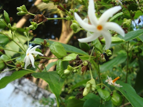 Coral Jasmine, Tree of Sorrow, Queen of the night,Night-flowering Jasmine,