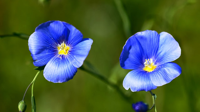 Imagenes de Flores Azules