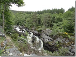 Salmon are in the water at Rogie Falls