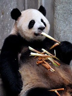 Interesting facts about pandas