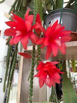 How is the Epiphyllum plant cared for? When does Epiphyllum flower?