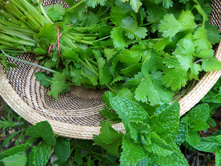 Cilantro in Basket with Mint in Yard