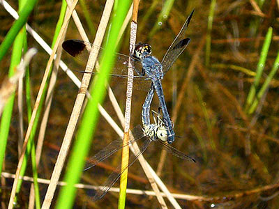 Dragonflies, Diplacodes nebulosa