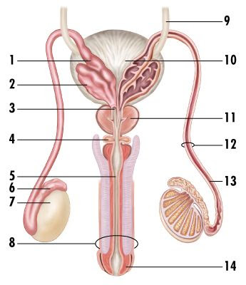 Simple male reproductive system diagram | Easy diagram of male reproductive system | Male reproductive system diagram with labels