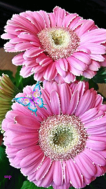 Decent Image Scraps: Flower Animation