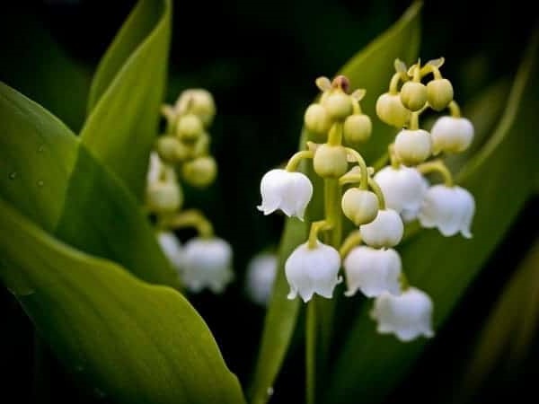 Những loại hoa đẹp cho ngày tết  Cây Cảnh Online