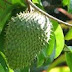Benefits and Efficacy Soursop Leaf