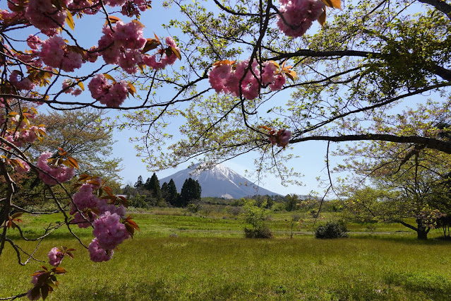 きしもと山の手通り　桜公園　ヤエザクラ（八重桜）