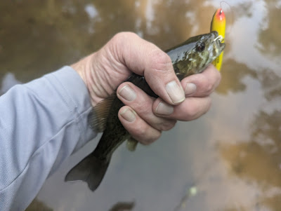 little patuxent smallmouth bass