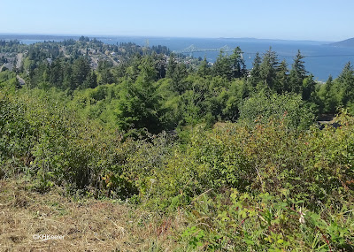 vegetation, Astoria Column