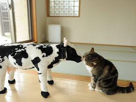 cat kisses stuffed cow, funny cat pictures, funny cats