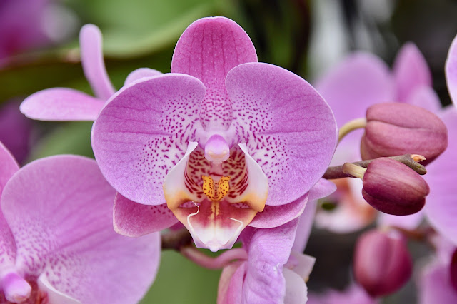 The Meaning of Orchid Flower