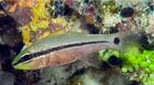Polynésie apogon à rayure fine