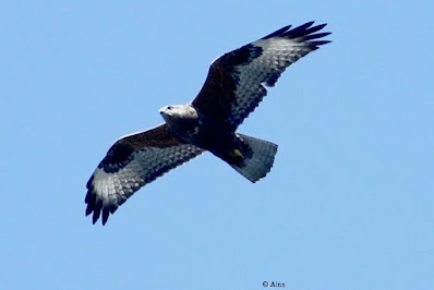 Long-legged Buzzard