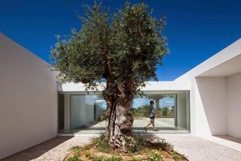 tree decoration design idea Modern House with Pool in Tavira