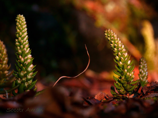 Orostachys japonica