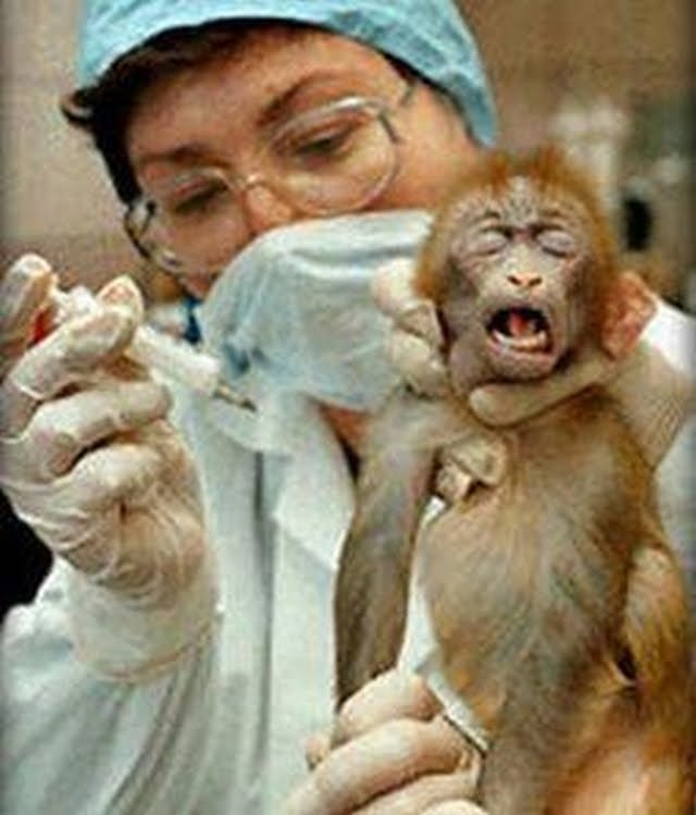 animal testing pictures. Animal testing, also known as