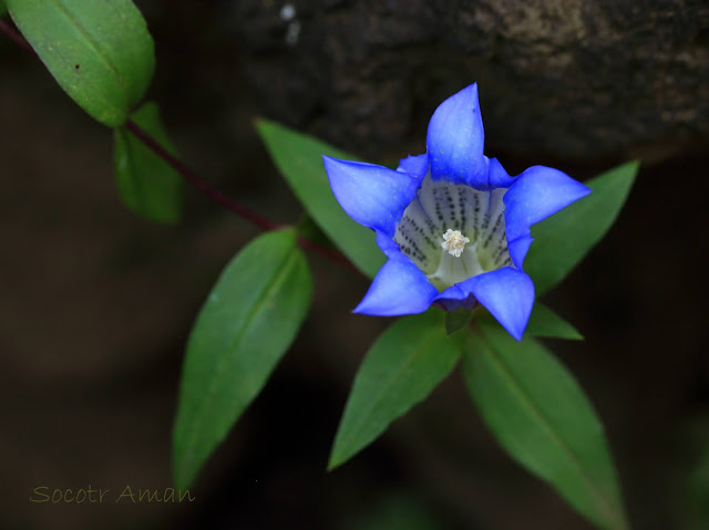 Gentiana scabra