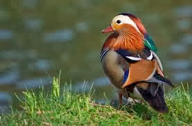 اجمل صور طيور جميلة جدا اروع واحلي صور طيور في العالم