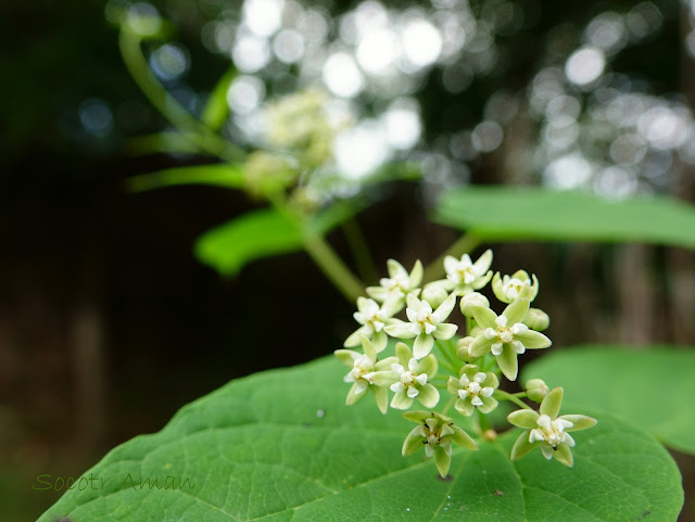 Cynanchum wilfordii