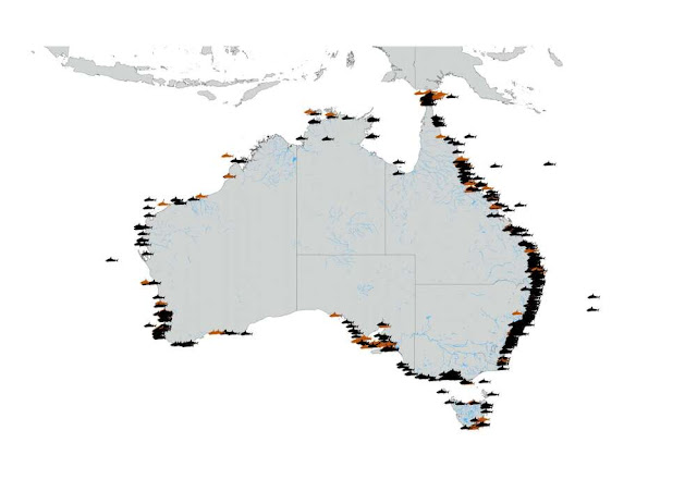 ataques de tiburones australia