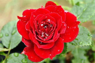 Gambar Bunga Mawar Merah Yang Cantik_Red Roses Flower 2002