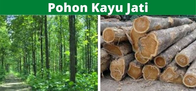 pohon kayu jati