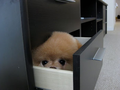 Meet Boo the Cutest Pomeranian Dog Seen On  www.coolpicturegallery.us