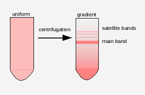 Los satélites al ADN principal. Cuando se centrifuga el ADN se forman varias bandas, una es la principal que es más densa, mientras que otras son más pequeñas y fueron denominadas satélites.