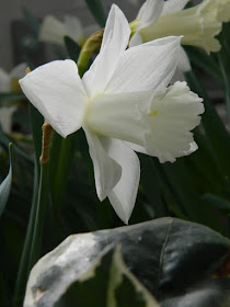 White daffodil at the Allan Gardens Conservatory 2018 Spring Flower Show by garden muses-not another Toronto gardening blog