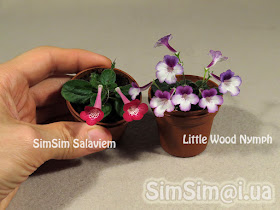 micro mini Sinningia "SimSim Salaviem" vs "Little Wood Nymph"