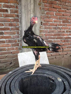 anak ayam bangkok, anak ayam burma, jual ayam bangkok murah, jual ayam burma, peternakan ayam bangkok di jawa barat, ayam burma f1, ayam burma impor, ciri-ciri ayam petarung burma, ayam burma Garut, peternak ayam bangkok burma di garut