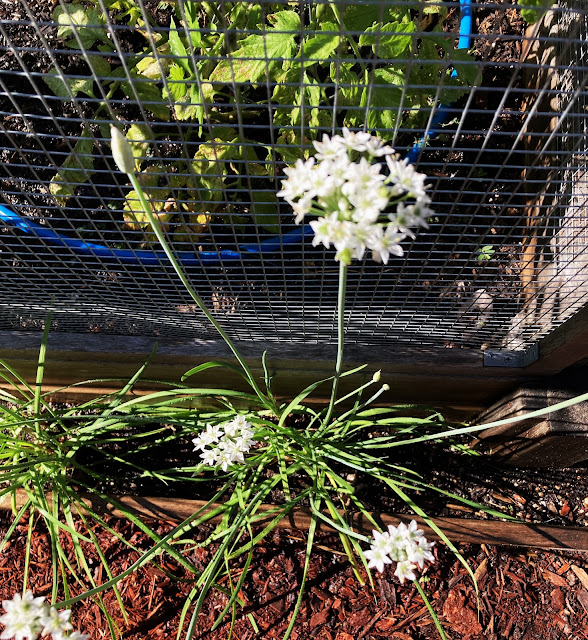 Garlic Chive Blossoms