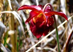 Pitcher Plant Bloom