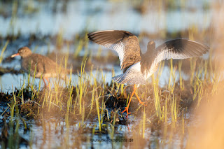 Wildlifefotografie Rotschenkel Ochsenmoor Olaf Kerber