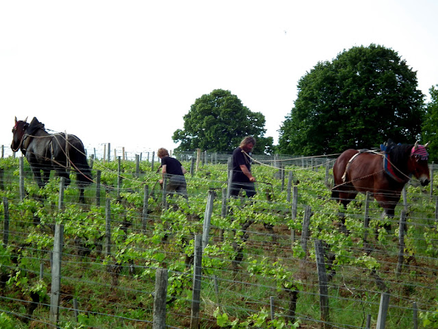 Organic viticulture, Indre et Loire, France. Photo by Loire Valley Time Travel.