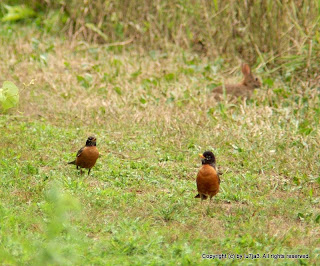 Robins, Bunny, Catbird